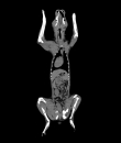 Hundephantom für CT und Röntgen