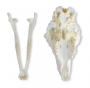 Schädel Hausschaf, weiblich (Ovis aries)