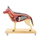 Hunde Modell (Schäferhund), 11-teilig, 2/3 natürliche Größe