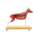 Hunde Modell (Schäferhund), 11-teilig, 2/3 natürliche Größe