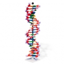 DNA-Doppelhelix-Modell, miniDNA®-Bausatz, 22 Segmente