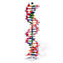 DNA-Doppelhelix-Modell, miniDNA®-Bausatz, 22 Segmente