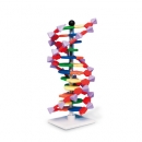 DNA-Doppelhelix-Modell, miniDNA®-Bausatz, 12 Segmente