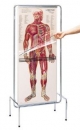 "Thin Man" - Das sequentielle Lernprogramm der menschlichen Anatomie