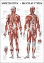 MIPO04, Muskelsystem des Menschen (MIPO04)
