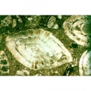 Gesteinsdünnschliffe Sedimentite