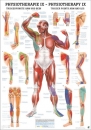 PHYS IX, Triggerpunkte Arm und Bein (PHYS IX)