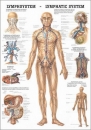 PO09LAM, Das Lymphsystem des Menschen (PO09LAM)