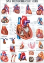 PO12d, Das menschliche Herz (PO12d)