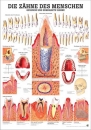 Gesunde und erkrankte Zähne Lehrtafel 70x100 cm (TA01)