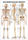 TA03LAM, Das menschliche Skelett (TA03LAM)