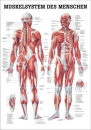 Muskelsystem des Menschen Lehrtafel 70x100 cm (TA04)