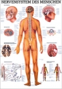 TA05LAM, Nervensystem des Menschen (TA05LAM)