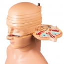 Scheibentorso, natürliche Größe