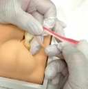 Simulationsmodell Hunde Kastration