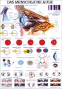 Das Menschliche Auge Lehrtafel 70x100 cm (TA11)