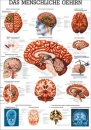 Das menschliche Gehirn Lehrtafel 70x100 cm (TA14)