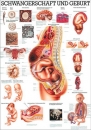 TA18LAM, Schwangerschaft und Geburt (TA18LAM)