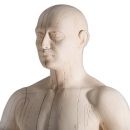 Akupunktur-Figur, männlich