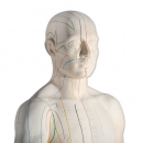Akupunktur-Figur, männlich