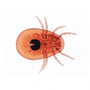 Spinnentiere und Tausendfüssler (Arachnoidea, Myriapoda) - Deutsch