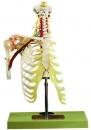 Halswirbelsäule mit Schultergürtel (QS 75-5)
