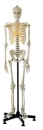 Künstliches Homo-Skelett, männlich (QS 10)