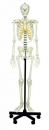 Künstliches Homo-Skelett, männlich (QS 10/E)