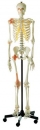 Künstliches Homo-Skelett, männlich (QS 10/6)