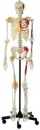 Künstliches Homo-Skelett, männlich (QS 10/6+9)