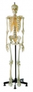 Künstliches Homo-Skelett, männlich (QS10/14)