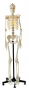 Künstliches Homo-Skelett, weiblich (QS 10/7)