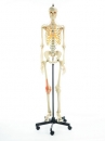 Künstliches Homo-Skelett, weiblich (QS 10/13GA-FLS)
