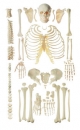 Unmontiertes Homo-Skelett, männlich (QS 40/1)
