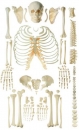 Unmontiertes Homo-Skelett, männlich (QS 40/2)