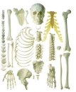 Unmontiertes halbes Homo-Skelett, männlich (QS 41/1)