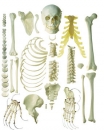 Unmontiertes halbes Homo-Skelett, männlich (QS 41/1-N)