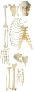 Unmontiertes halbes Homo-Skelett, männlich (QS 41/2)