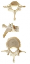 Wirbel (Vertebra) (QS 17)