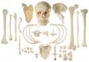 Sammlung typischer Knochen vom Menschen (QS 42)
