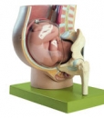 Becken mit Uterus im 9. Schwangerschaftsmonat (MS 13/1)