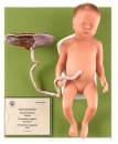 Weiblicher Fetus (MS 16/1)
