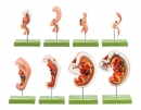 Modelle zur Anatomie menschlicher Embryonen (M 48/3)