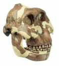 Schädelrekonstruktion von Paranthropus boisei (S 1)