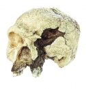 Schädelrekonstruktion von Homo heidelbergensis (S 11)