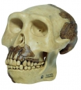 Schädelrekonstruktion von Homo erectus (S2)