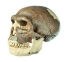 Schädelrekonstruktion von Homo neanderthalensis (S 3)
