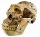 Schädelrekonstruktion von Australopithecus africanus (S 5)