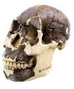 Schädelrekonstruktion von H. rudolfensis (S 8)