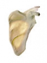 Schulterblatt (Scapula) (QS 18)